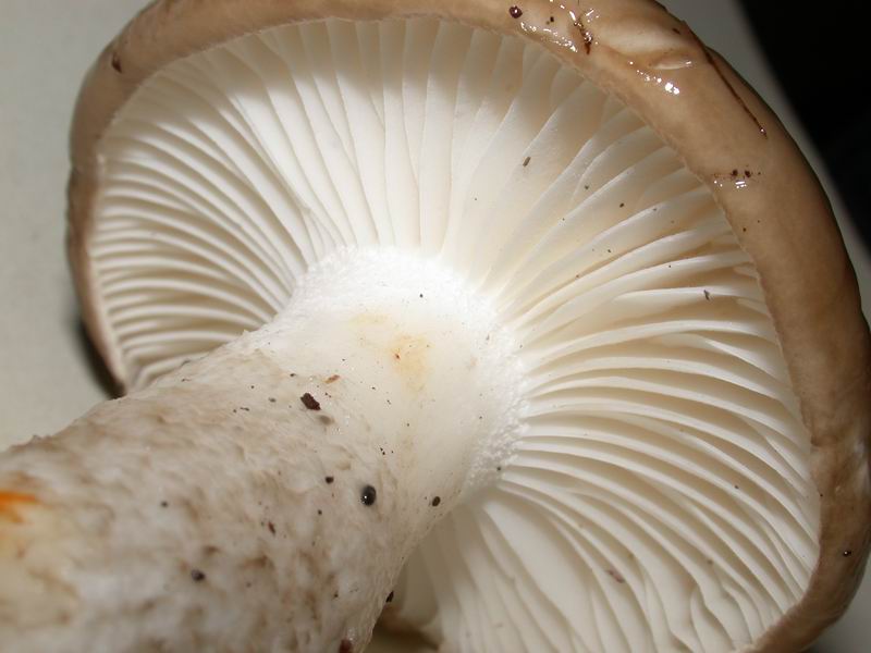 Hygrophorus latitabundus